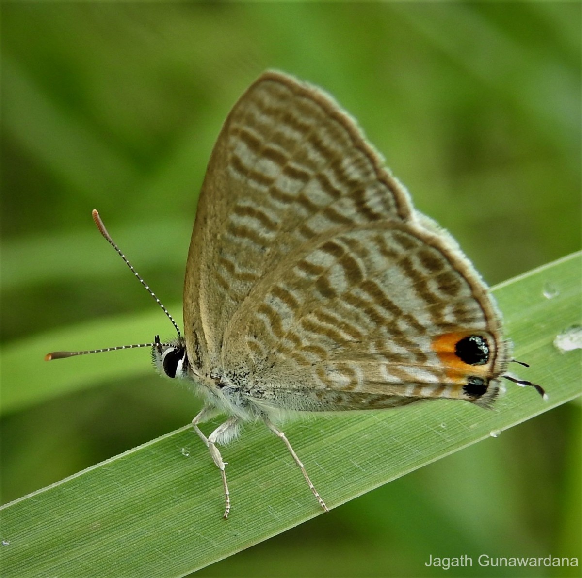 Lampides boeticus Linnaeus, 1767